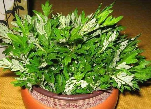 这“4种”植物，能吸甲醛还能减少病菌，家里养一盆，身体更健康