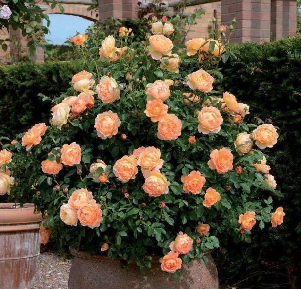 月季|天凉养三角梅、长寿花、月季，9月抓紧时间催花，10月花满树