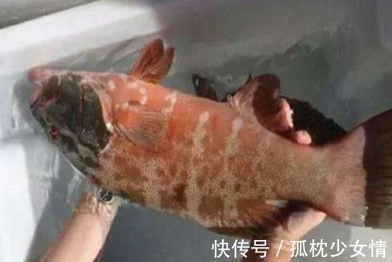 肉毒|5类鱼没营养,对人体有害,但很多人爱吃