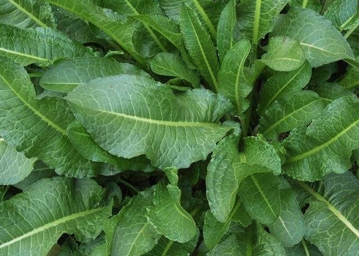 农村|农村随处可见的“牛舌头”，谁见谁厌烦，殊不知营养价值很高！