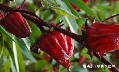 李医师|越吃越好的食物,男女不可错过,排毒养颜,预防便秘,吃了都说好