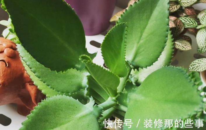 生命力|这3种普货多肉漂亮好活,堪称新人入坑的首选!