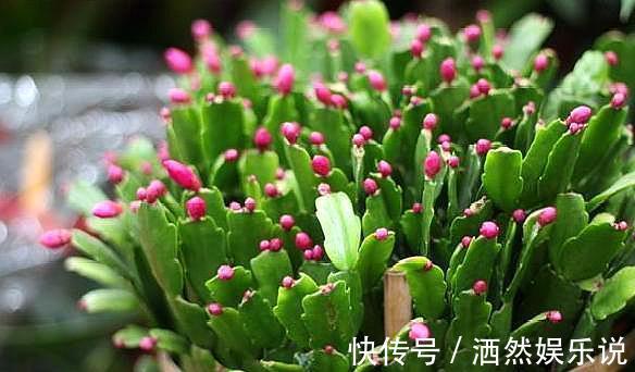 用这种“土”养蟹爪兰,不花钱,养分足,叶片肥厚,开花棒!