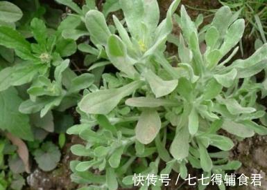 美容护肤|好食物吃出好身体,常吃3种食物,排毒护肝,美容护肤,早吃早好