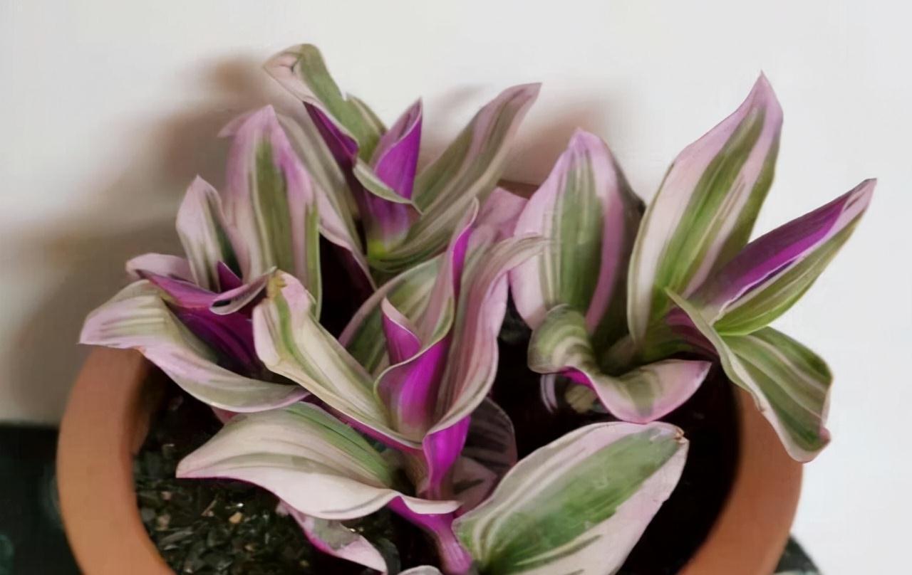 9种漂亮花,现在扦插“正当时”,喜欢别错过