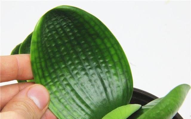 君子兰害怕五件事,新手经常犯,做不好,难怪越养越糟糕