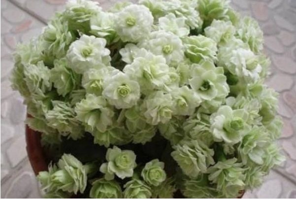 长寿花光长叶子|长寿花光长叶子不开花,只需喷点以下的它,叶片油绿,花苞猛爆盆