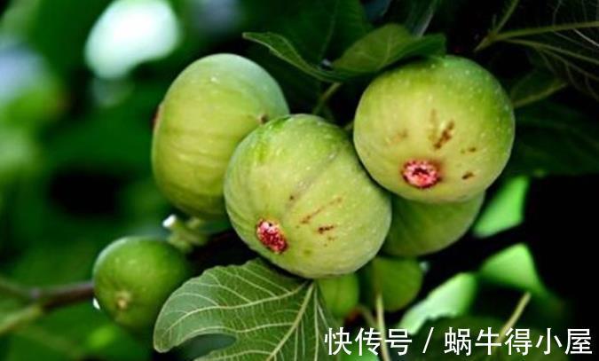 盆栽|室内养护无花果，记住3点，全年都结果