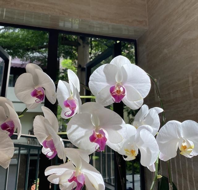  长势|给蝴蝶兰喷点它，长势旺盛，花期超长