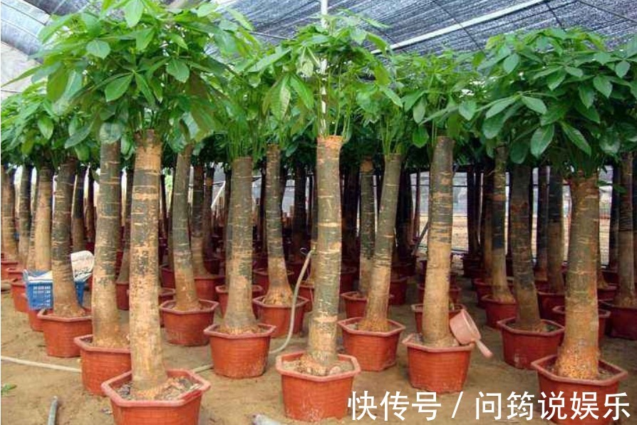 养花|家中养花不要乱,6种“镇宅花”可以养,2种“破财花”不能养