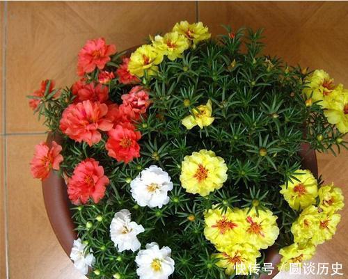 开春种上4种花,几粒种子撒土里,一开花就惊艳了时光!