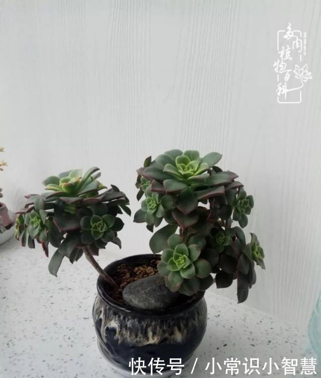 欧紫|我是多肉飘窗党，我来晚了！我是多肉飘窗党，我来晚了！