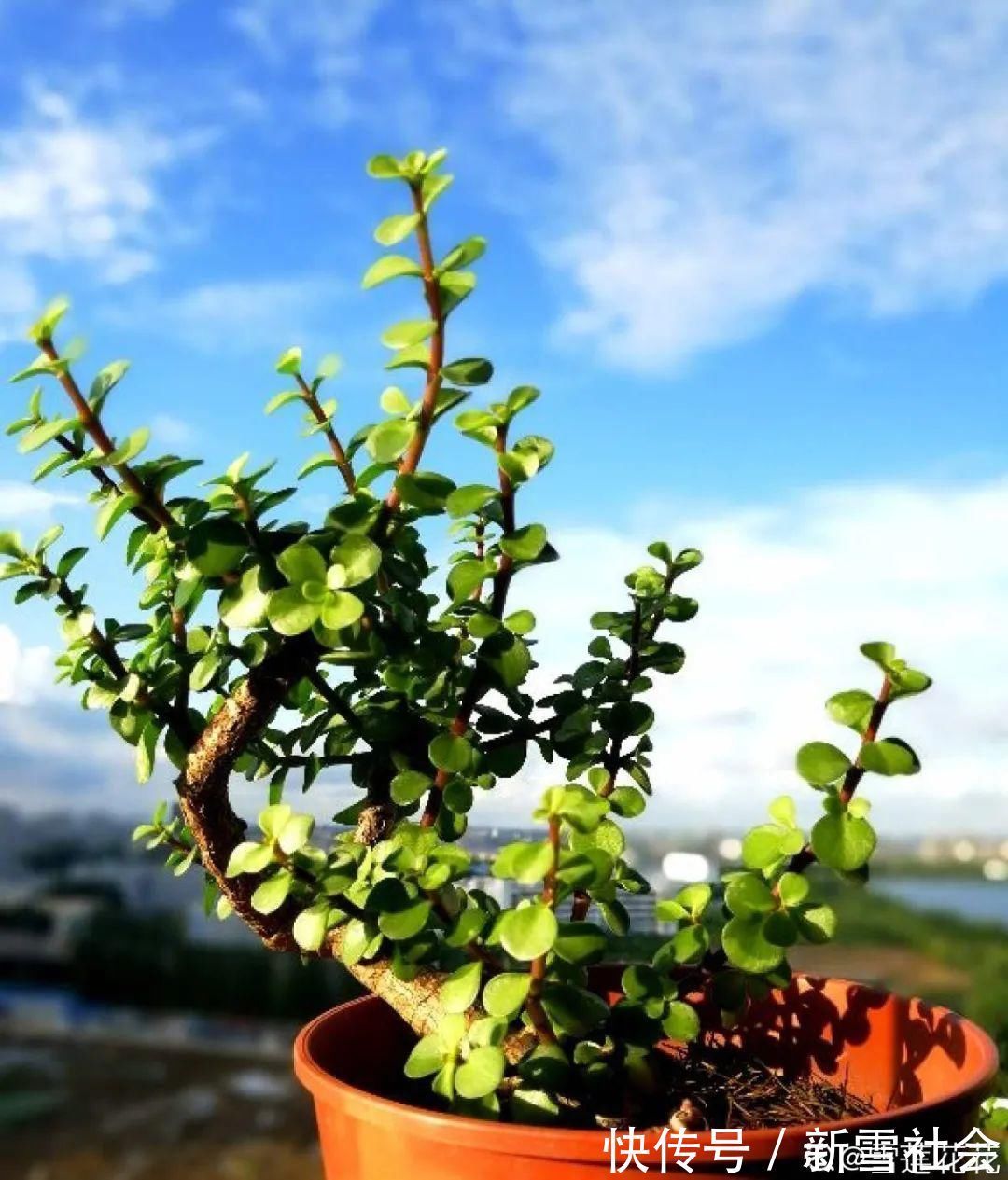 氮钾|金枝玉叶开花了,真花长这样,很多人没见过