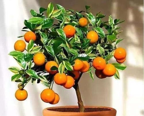 可以吃的盆栽，有人只吃皮不吃肉，有人只吃肉不吃皮，你是哪种