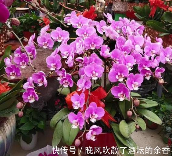 养花施肥不懂!摸清这3知识点,保证盆栽用对肥得到最佳效果