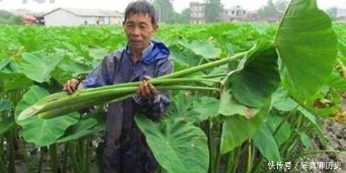 原产自我国，曾是农民的救命粮，叶梗腌酸菜是一绝，不知道可惜了