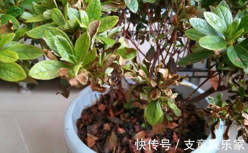 漂亮花|3种漂亮花,再“喜欢”也别贸然买,太难养,一般人根本养不活
