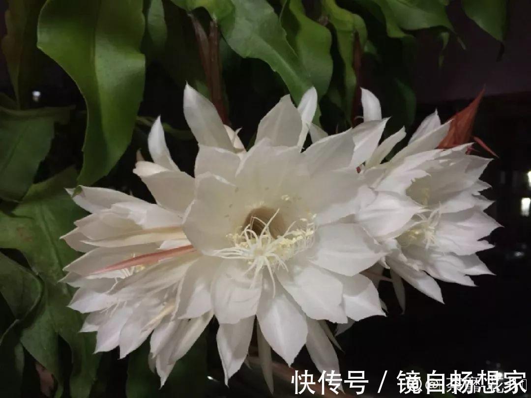 这花真稀罕，刚开花就被掐光了，花钱未必买得到！