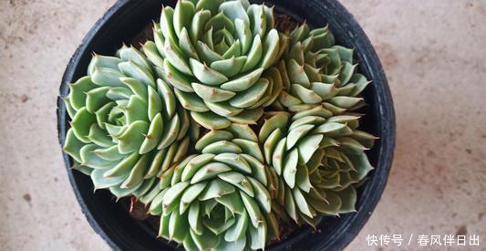 天热了,夏天养多肉植物,5种情况别浇水,很多花友都弄错了