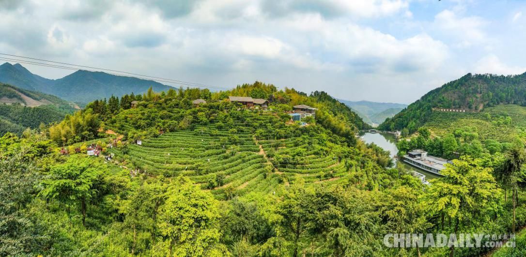 江西虔心小镇举办虔茶旅游文化节