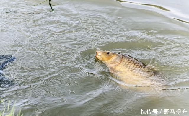 黑坑钓鱼心得分享，不想空手而归，推荐钓友看完收藏