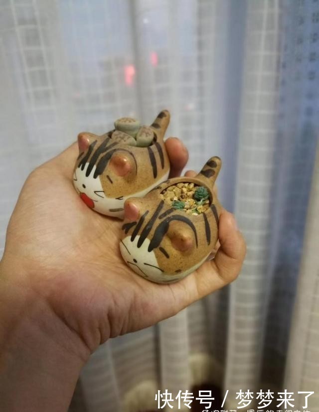 幸福|小小的幸福,多肉露养到秋天的收获