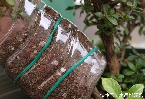 生根|矿泉水瓶有“大作用”,10个“用法”最经典,可以种豆芽、养花