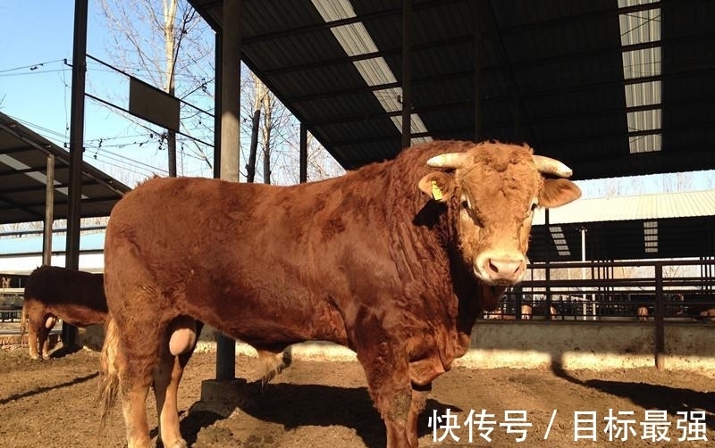 福气|属牛人牛年大吉，本命年福气多多，财神加持让生肖牛财源滚滚