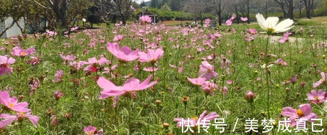 花序|这份攻略请收好！苏州市植物园推出赏菊知识卡片