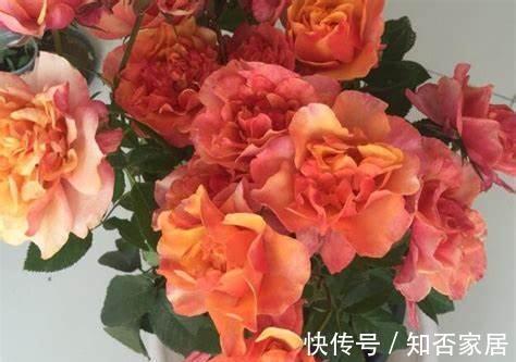 养花试试这几款,喜光但又不耐强光暴晒,盛夏时,应合理遮光防晒