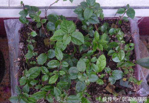 桂花桂花|2种漂亮花,别再花钱买,去邻居家剪个枝,插土里易成活!