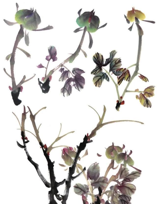  形态|紫、红牡丹花头写意画法与形态参考