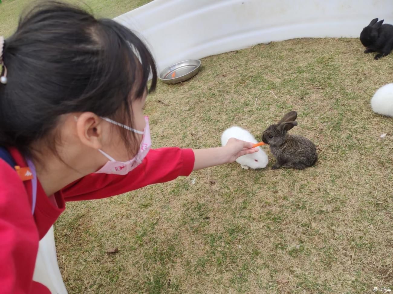 老年|初二逛光明农场