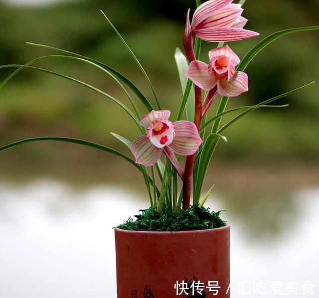 曾价值30万一苗,金边鹤艺,花色美艳,香味浓醇,带你认识女儿红