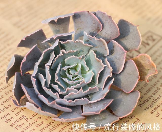 恢复|徒长的多肉是怎么恢复的?秋天你可以试试这2种方法