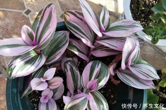 最近超火的两种吊兰,一个叫婚礼一个叫油画,叶子漂亮仙气飘飘!