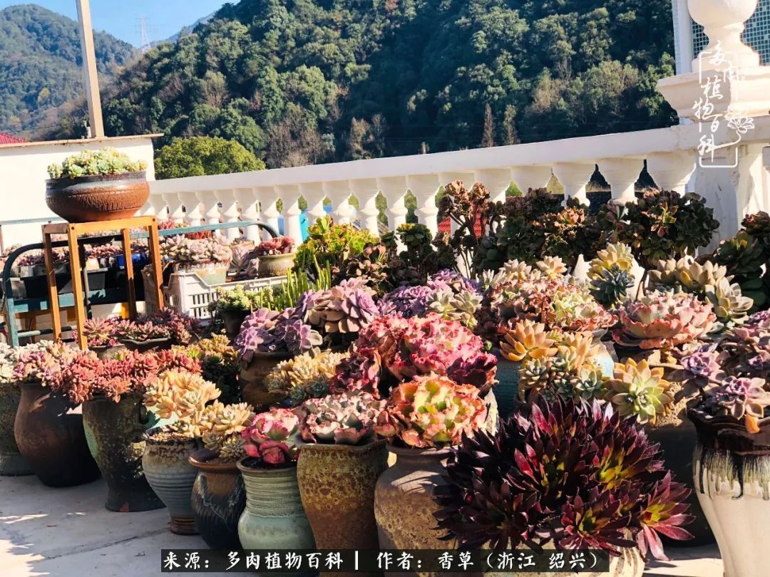 阳台上的一亩三分地,我愿与你一起,与时光媲美!