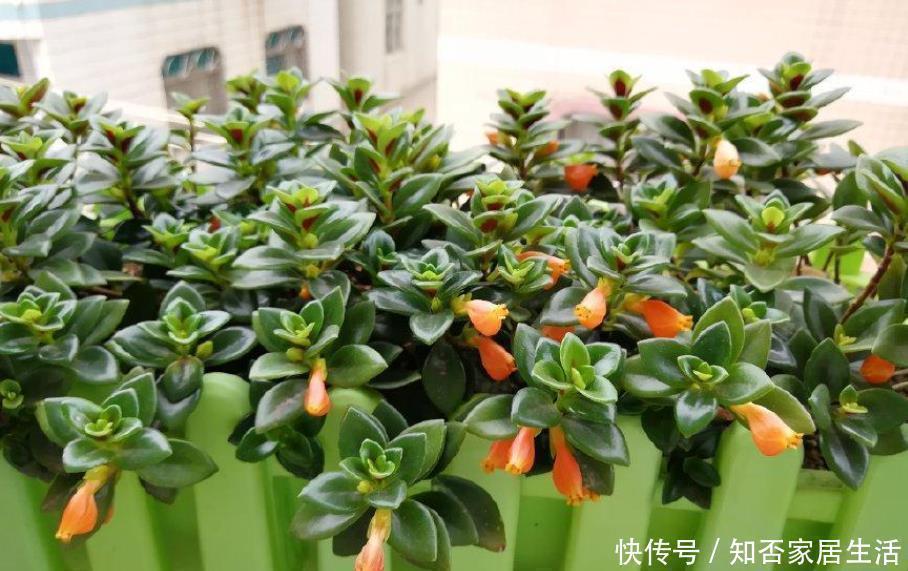 金鱼吊兰|最耐阴的盆栽植物，花叶俱美，花开不断，养护简单，室内也能养