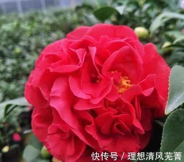 花色|曾一株难求的“红茶花之王”,现在实惠平价!耐寒耐热易打理!