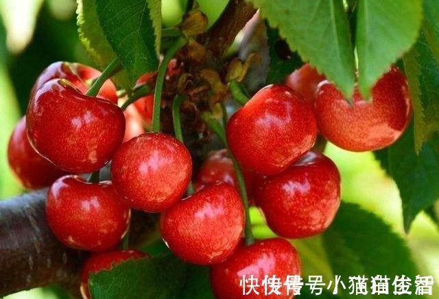 桑葚粥|常熬夜的女人,可常吃三物,让你气血足、皮肤好,还养肝补脾