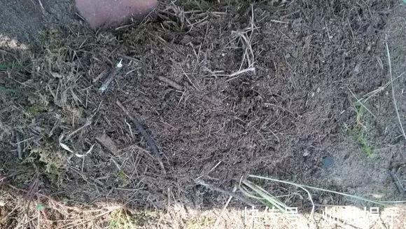 花土|2种土到处有,挖一点养花特别好,疏松透气肥力足,还不烂根!