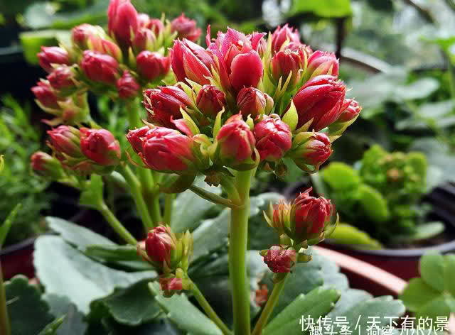 这“三多肉”太强悍,“叶片掉落”就能生根,轻松繁殖出一大片