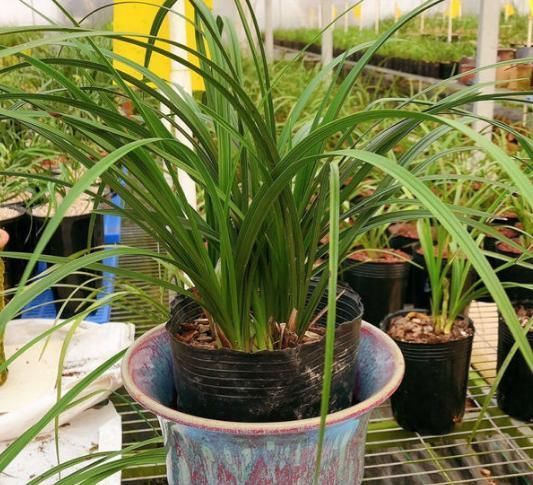 换盆不做这件事,就等于白换了,一年也不长个