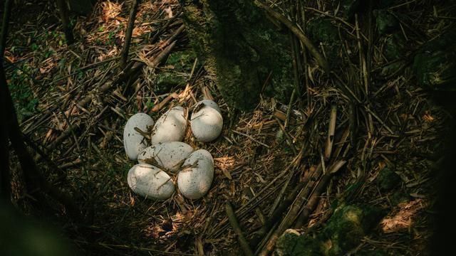 如来神掌#5本签到流网络小说,剧情幽默爽快,轻松让你笑出猪叫声