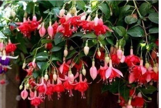 3种花花期最长,一次能开30朵,铺天盖地的花朵美极了