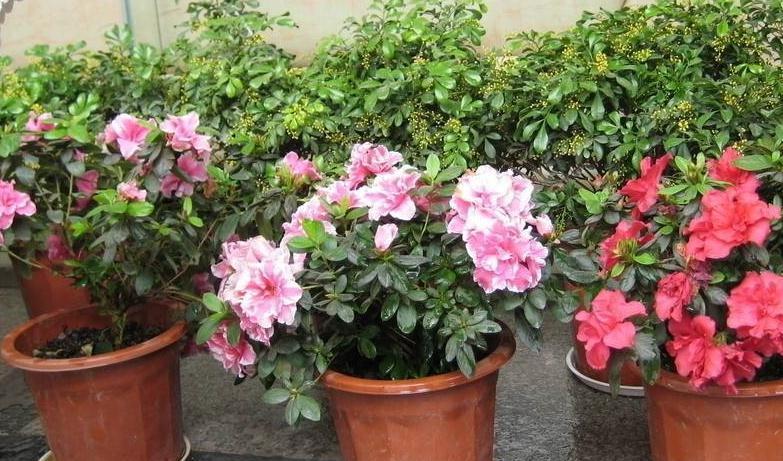 栀子花,杜鹃花总黄叶把它兑水浇盆里,再也不用担心黄叶