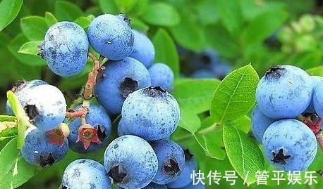 番茄|会吃的人才健康,常吃3种食物,呵护视力,延缓衰老,保护心血管