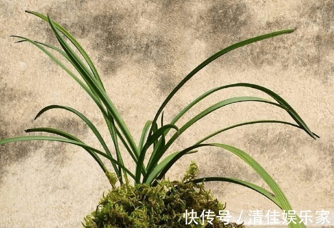 兰花烂根了怎么救花农教你几招,救活几盆烂根的兰花不成问题