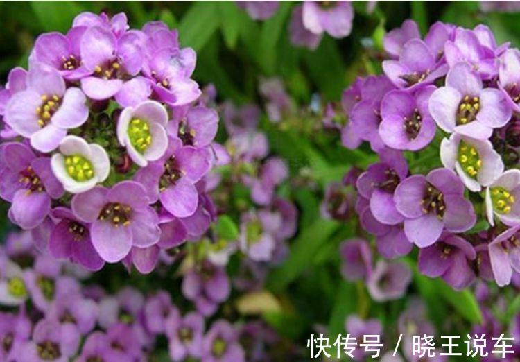 农历十月初一霜降后，养什么花？以下3种花，四时如意万事遂心