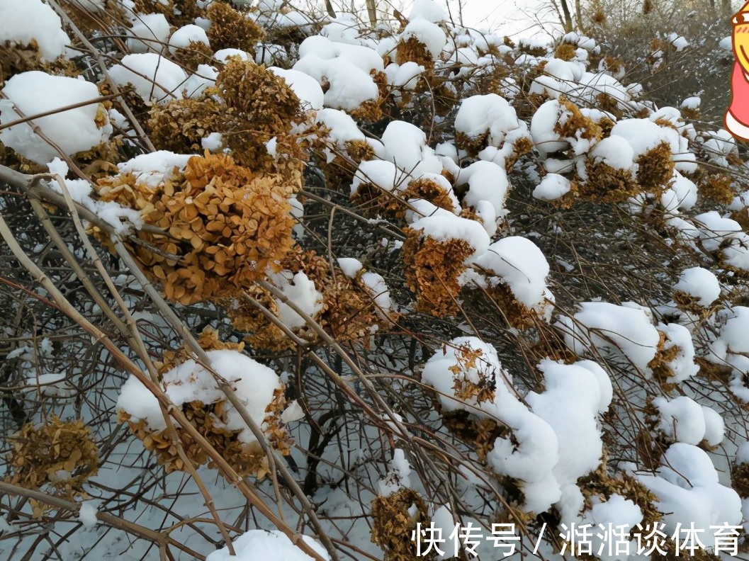 6种“硬气花”，冬天赶紧“扔出去”，冻一冻才壮，开花更劲爆